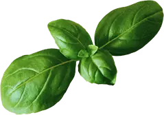 Hasta La Muerte Tacos